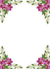 Fototapeta na wymiar branch of jasmine flowers isolated on white background