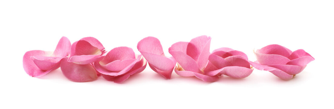 Line of pink rose petals