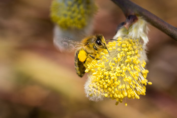 Biene auf Weidenkätzchen, Weidenblüte Pollen sammeln