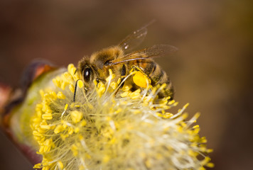 Biene auf Weidenkätzchen, Weidenblüte Pollen sammeln