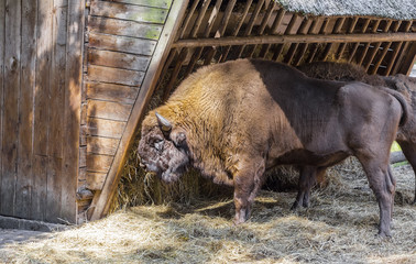 Adult bison eats straw