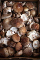 shiitakes