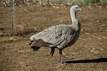 cape barren goose