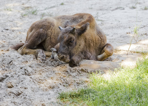 Baby bison lying on the sand