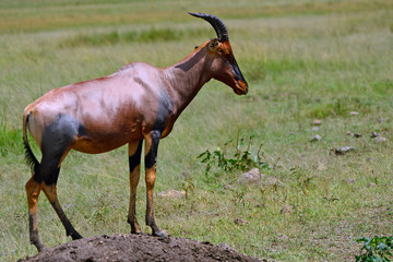 Topi, Maasai Mara Game Reserve, Kenya