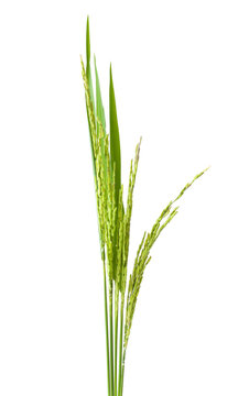 green spike  rice Isolated
