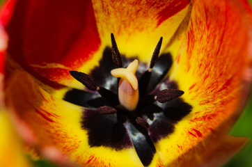 Detailed macro view inside a Red/Orange Tulip