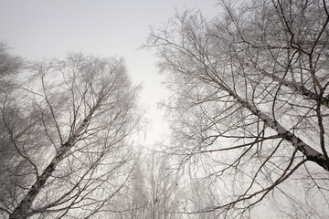 treetops, winter season