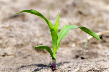 corn germ,  close up