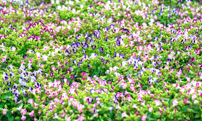 Obraz na płótnie Canvas Pensee flower garden with colorful pink, purple, white intertwine in a beautiful garden and romantic