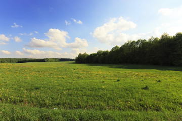 Fototapeta premium immature cereals , field