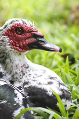 Close up of a head of a geese
