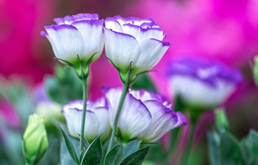 Each pair of Lisianthus flowers together with floral pillows on each other sometimes happy, sometimes behind Lisianthus flowers together also shy to show a warm, full of happiness together best youth