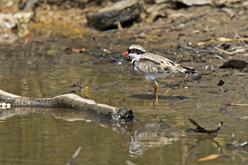 Black-fronted Dotterel (Elseyornis melanops) Bendigo, Victoria, Australia