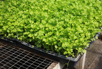 cilantro plants in containers