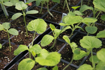cucumber seedlings