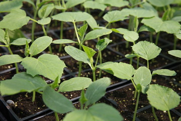 cucumber seedlings