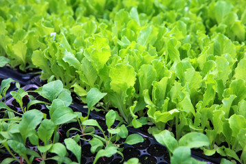 Fototapeta premium lettuce seedlings