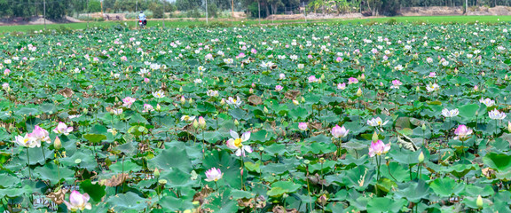 Lotus bloom fields countryside with white lotus pink blooming throughout region, casual look awesome bike, typical agricultural products of wetland Dong Thap, Vietnam, but also remember one away © huythoai