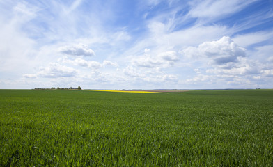 Agriculture. cereals. Spring 