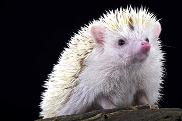 Pygmy hedgehog (Atelerix albiventris)