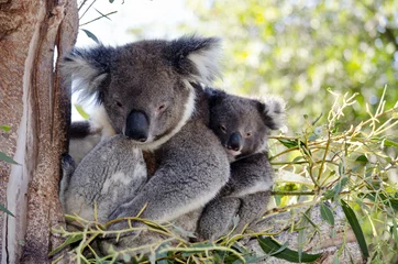 Papier Peint photo Lavable Koala koalas