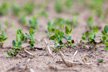 Pea sprout in the spring 