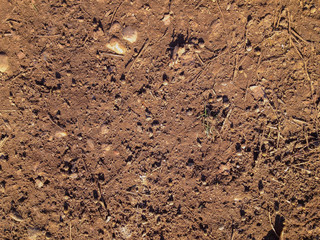 Dirty brown soil
