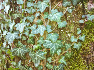 Ivy on the bark of a tree