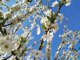 White flowers and tree in spring