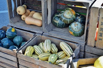 Crates of ripe fall harvest squash for sale at a food market