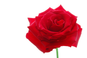 薔薇