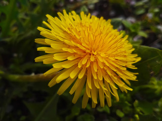 Dandelion yellow flower
