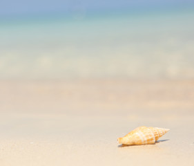 Seashell on the beach. Beautiful sea background. Vacation concep