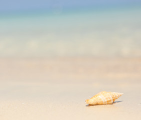 Seashell on the beach. Beautiful sea background. Vacation concep