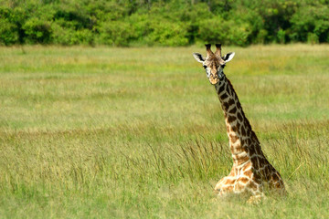 Maasai giraffe, Maasai Mara Game Reserve, Kenya