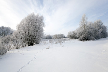 trees in winter  