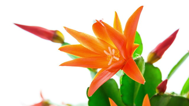 Timelapse of red Easter Cactus flower opening and closing on white background
