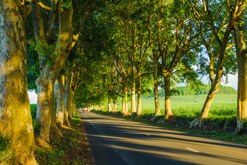 The scenic road on the island of Mauritius