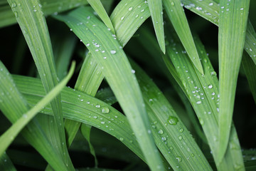  green grass with water droplet in sunshine