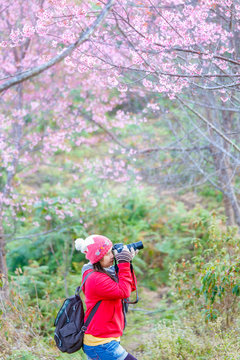 woman traveler take a photo and enjoying in cherry blossom garden, chiang mai.