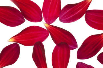 Crédence de cuisine en verre imprimé Dahlia dahlia petals
