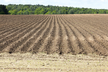 plowed land, furrows  