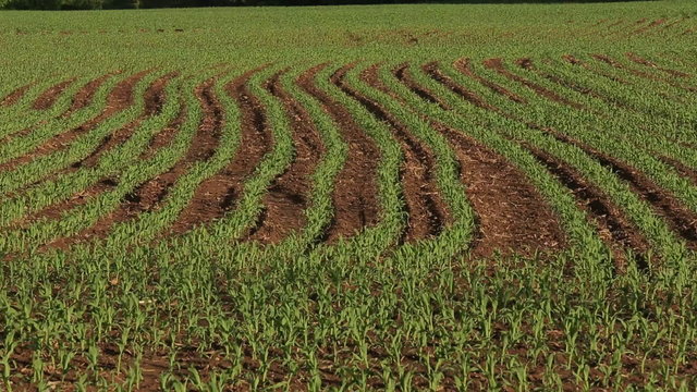 Vertical pan shows curving pattern of young corn rows in spring planting.
