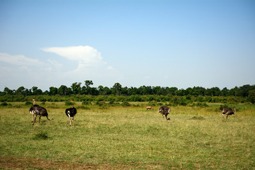 Maasai ostriches, Maasai Mara Game Reserve, Kenya