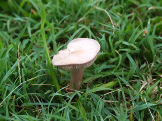 Mushroom in the grass near Brisbane