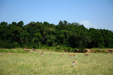 Naklejka na ściany i meble Topis and Thomson-gazelles, Maasai Mara Game Reserve, Kenya