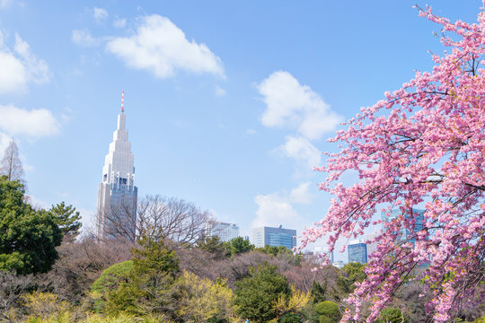 東京の春・さくらと青空