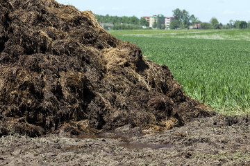 manure for fertilizer  