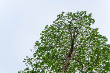 Fototapeta premium Green branches of tree against the blue sky - copy space for your design